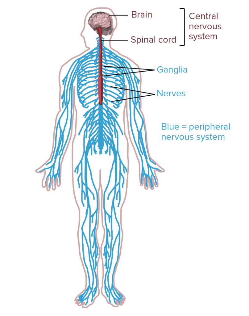 Central nervous system diagram of body.