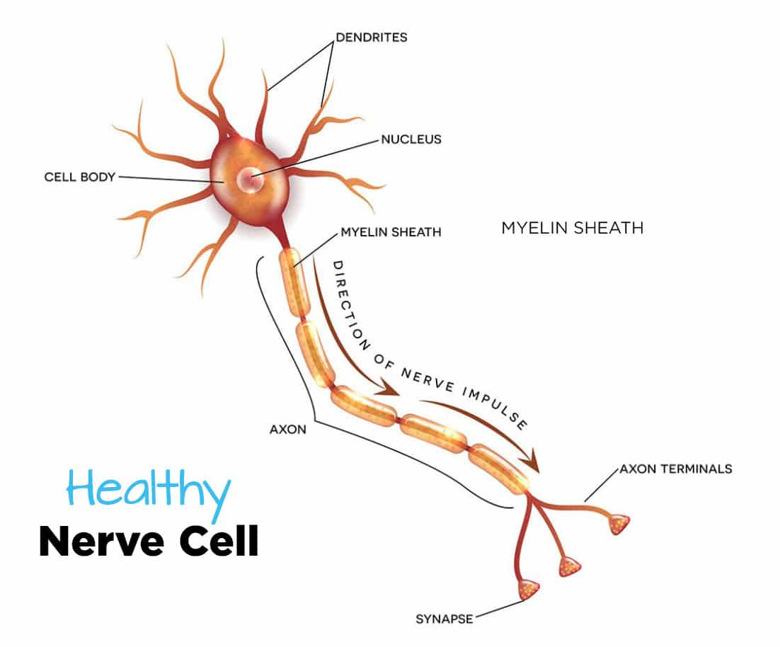 Health Nerve Cell Infographic