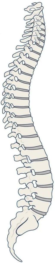 spinal-column spinal column